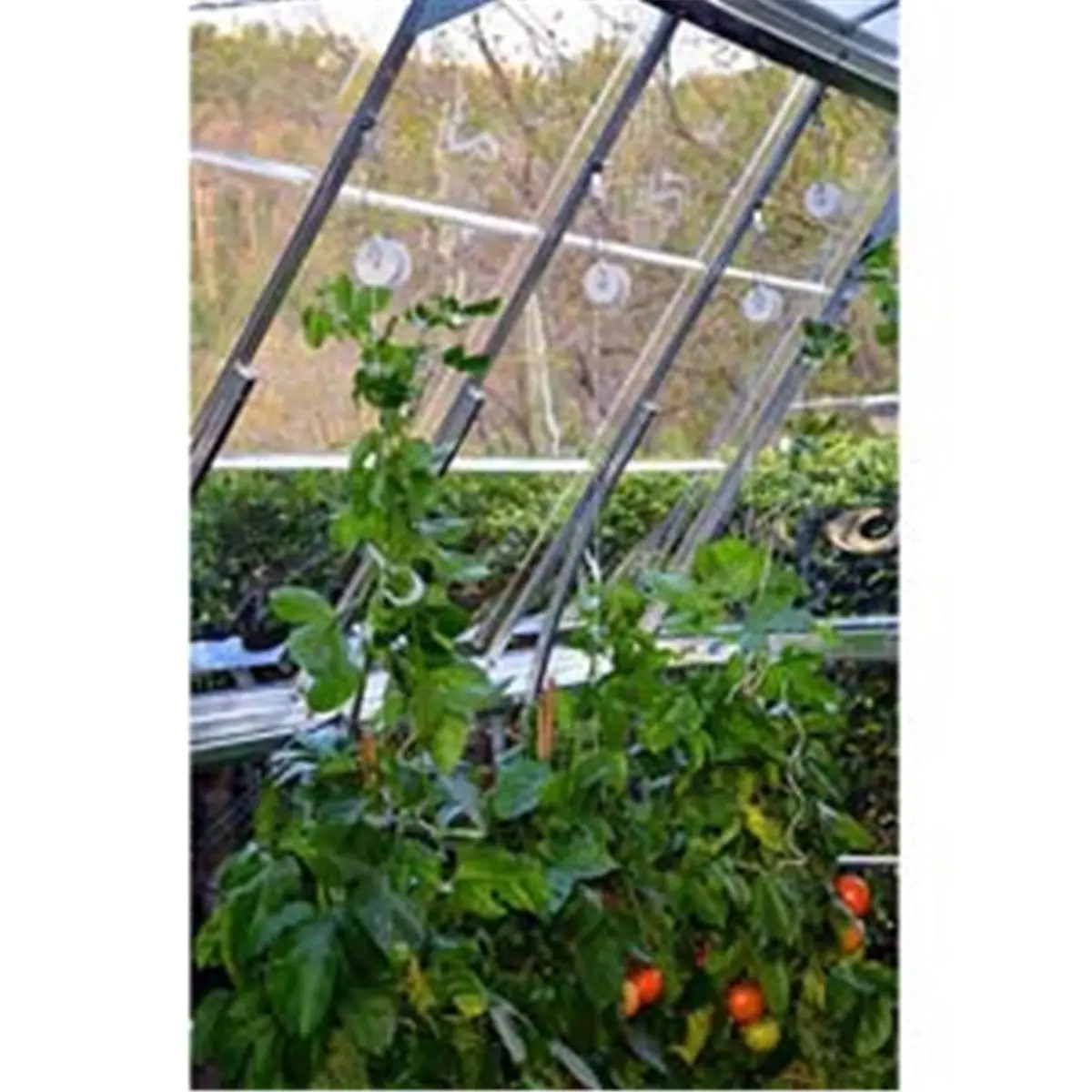 212 MAIN Palram-Canopia Pro Trellising DIY Garden Kit - 6-Hook Roller Trellis, Space-Saving Climbing Flower Support with Easy Access for Greenhouses (Home Improvement Garden Supplies), Vine Support