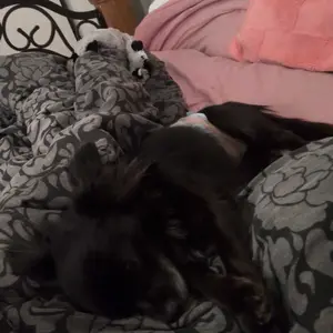 [B]HONEYCARE : Disposable Female Male Dog Diapers Wraps, Super Absorbent, Breathable, Wetness Indicator, Cute Suspenders Design,1 Pack