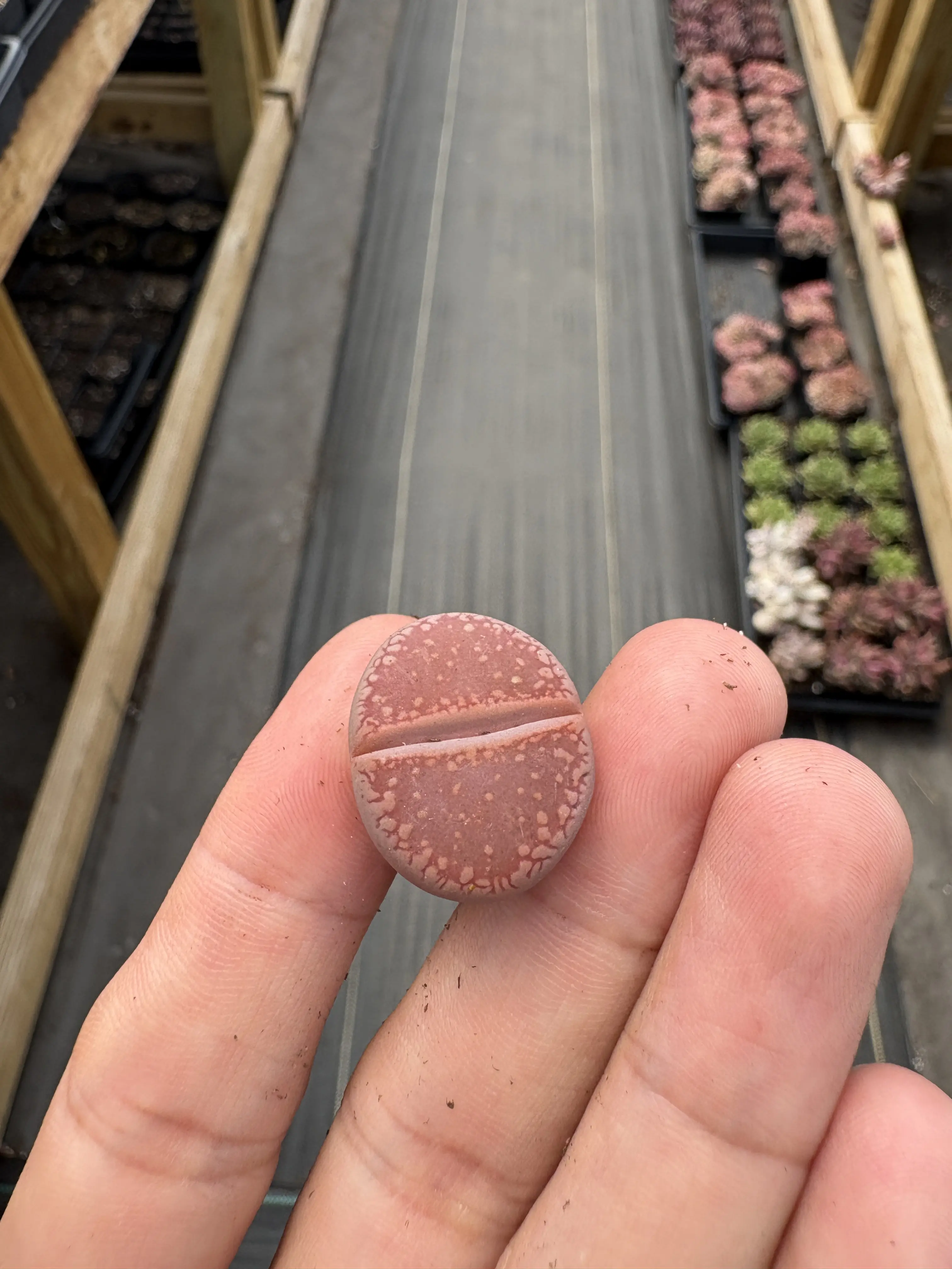 April Farm Special-Pick Succulents Live Check Out Link (Please only use this listing for live check out)