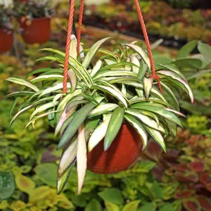 4" Hoya Wayetii Variegated – Indoor Live Plant, Variegated Waxy Plant, Soft Green, Pink & Cream Leaves, Medium, Beginner Friendly, Pet Friendly, Rare Flowering Plant