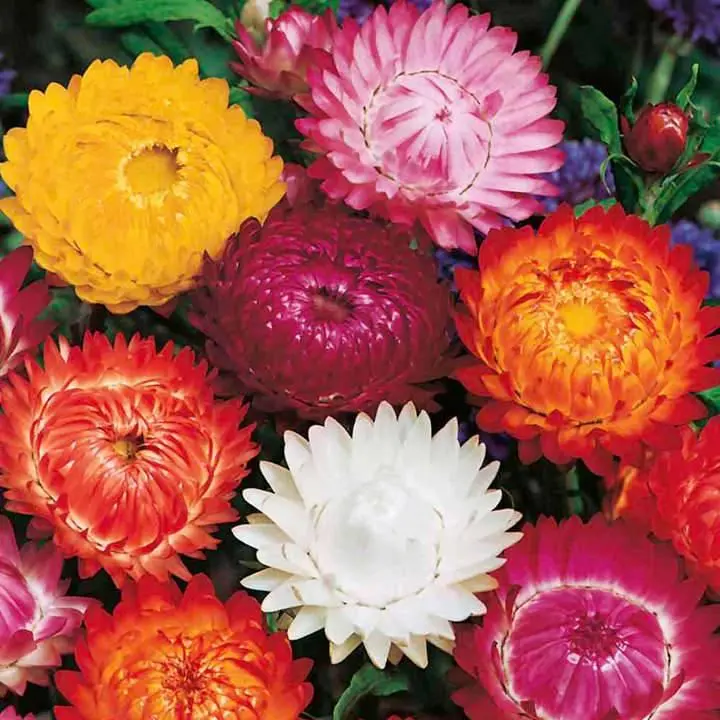 Strawflower Mix Seeds (Xerochrysum bracteatum) – Everlasting Blooms, Ideal for Dried Flower Arrangements, Easy to Grow, Drought Tolerant – 100+ Seeds