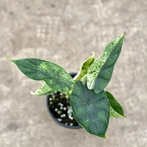 Alocasia Dragon Scale Mint Variegated in a 4” Pot Live Houseplants