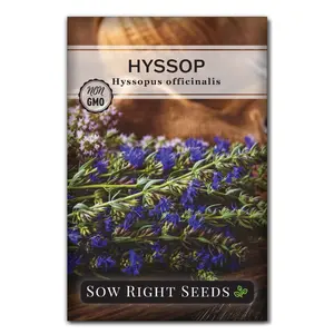 Hyssop