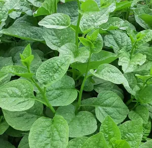 50 Green Stem Malabar Spinach Seeds for Planting, Alugbati, Vietnamese Spinach, Vine Spinach, Ceylon Spinach and Indian Spinach, Vegetable Plant