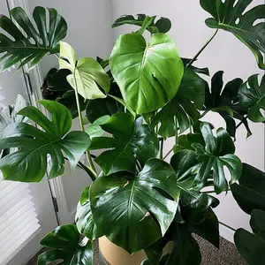 Monstera Deliciosa Live Plant From 4 To 6 Inches Tall Bareroot, House Plant Indoors Live