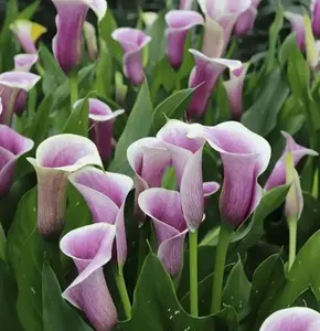 Mixed Calla Lily Seeds – Colorful Calla Lily Flowers, Beginner-Friendly & Non-GMO, Easy to Grow for Garden, Pots, Indoor & Outdoor, Summer Blooming Ornamental Flower, Perfect Gift for Gardeners