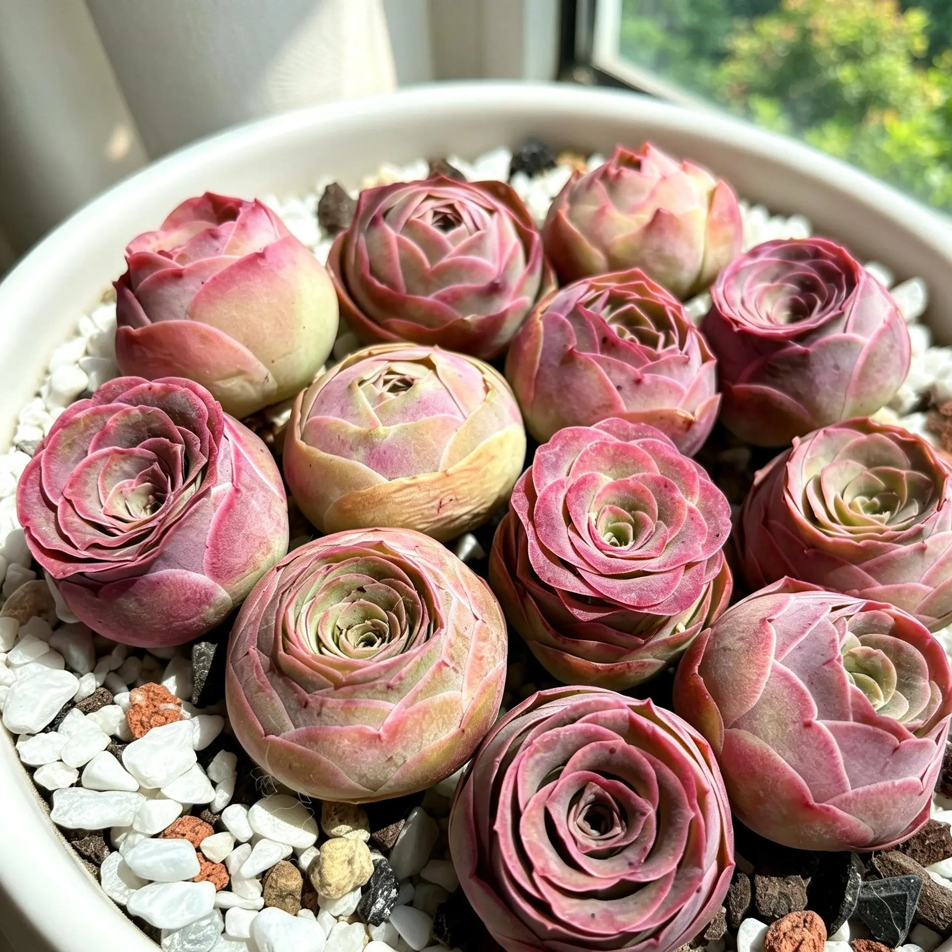 Aeonium aureum 3/6/12-Pack Live Succulent Plants, Approx. 1 Inch – Rare Colorful Succulents, Bare Root (No Pot), Easy Care, Beginner Friendly, Indoor Plant, Home & Garden Decor, Plant Lover Gift