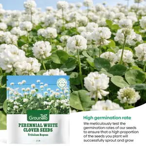 2 lbs Perennial White Dutch Clover Seeds for Lawn for 1000+SQ.FT, Over 90% Germination Rate with Nitrocoated and Inoculated Seeds, Ground Cover Clover, Attracts Pollinators