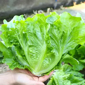 2000 Iceberg Lettuce Seeds Crisphead Lettuce for Home Garden Round Compact Heads Mild Flavor Refreshing Texture Suitable for Garden Beds Raised Beds