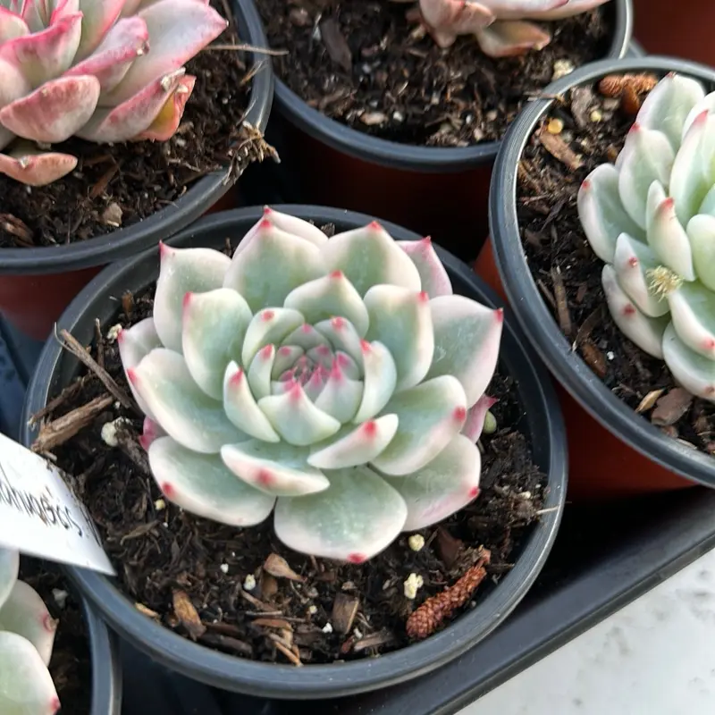 Echeveria ‘Chihuahuanes’ variegated (around 3.5 - 4.5'')- Bare Root Succulents - Terra Tales