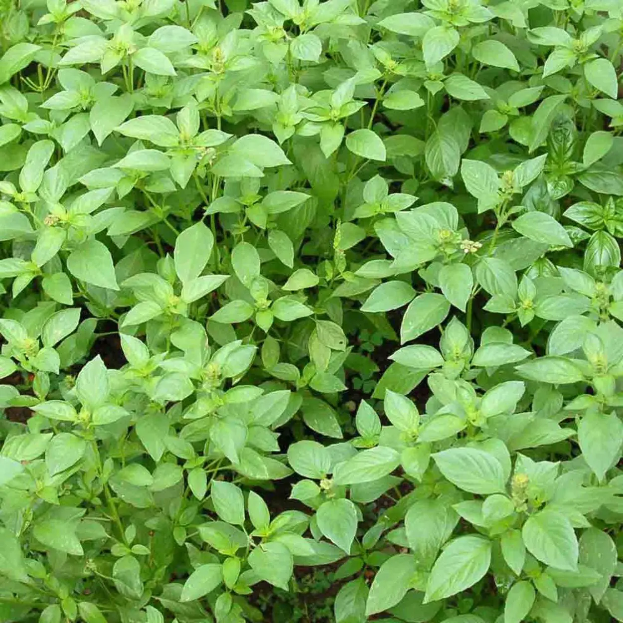 Lemon Basil Seeds