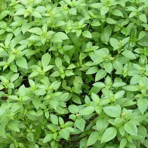 Lemon Basil Seeds