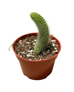 4" Monkey Tail Cactus – Single Strand – Cleistocactus Colademononis – Live Plant