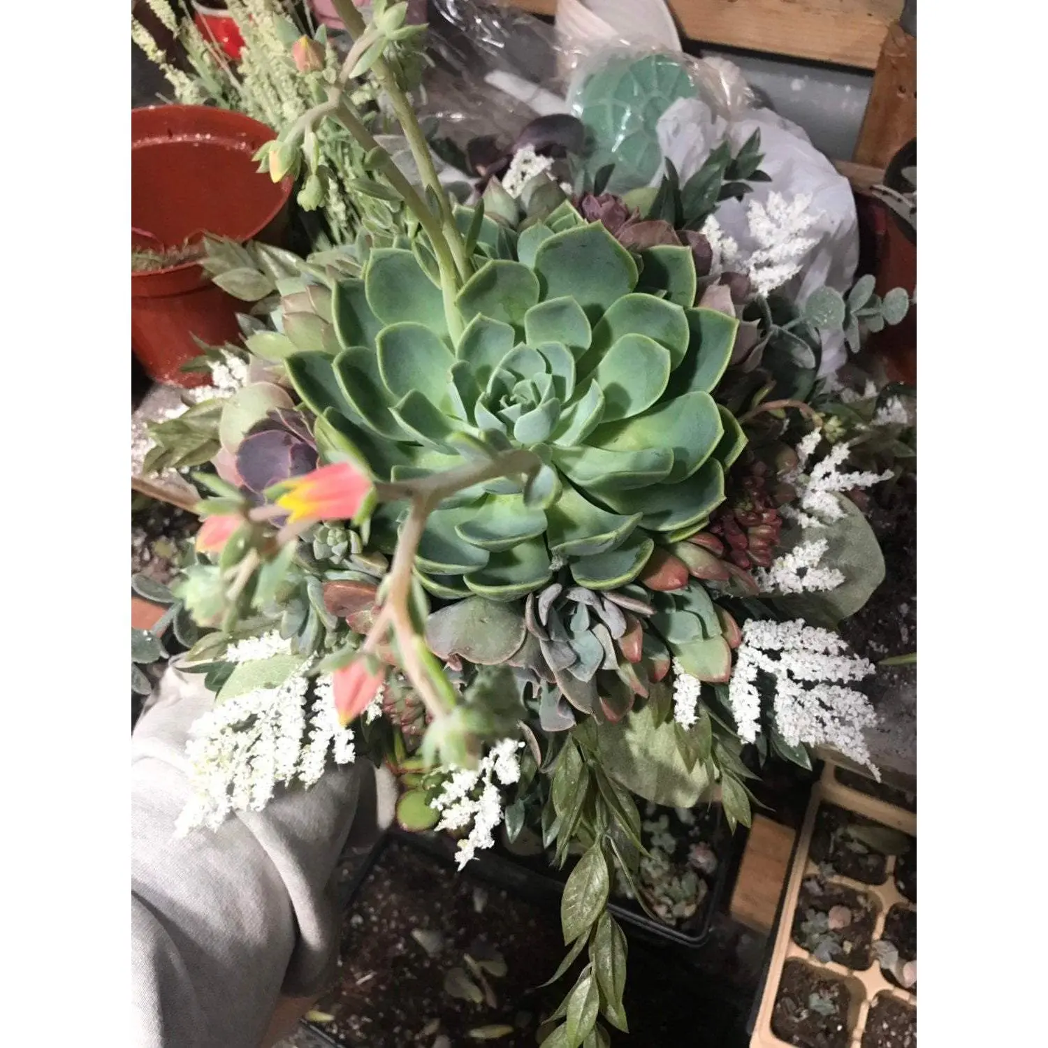 Succulent Bouquet | Bridal Bouquet | Live Succulent Bouquet | Wedding Bouquet