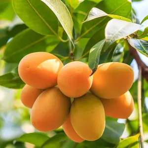 Premium Mango Fruit Seeds – Fast Growing, High Yield, Sweet Juicy Mango Tree for Patio & Garden Annual