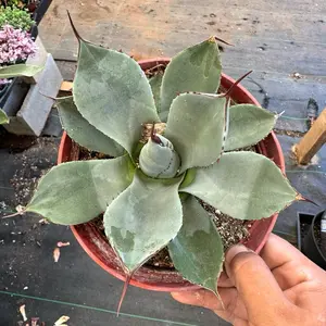 Agave Plants 6 inch pot choose variety
