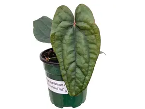 Anthurium nigrolaminum x Anthurium dressleri 'Gigi' (seedling)