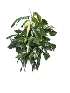 Epipremnum Pinnatum Variegata 8” on Wooden Pole Potted Live Plant - Rare Variegated Houseplant - Epipremnum Aureum - White & Green Foliage - Vining Indoor Plant - Tropical Gift - Low Maintenance - Compact Growth - Easy Care Vine - Jagged Shaped Leaves