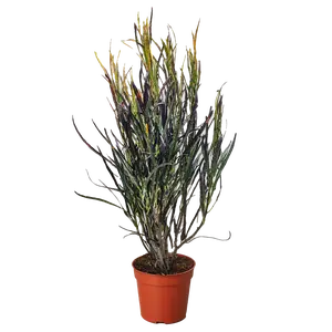 Croton 'Picasso'