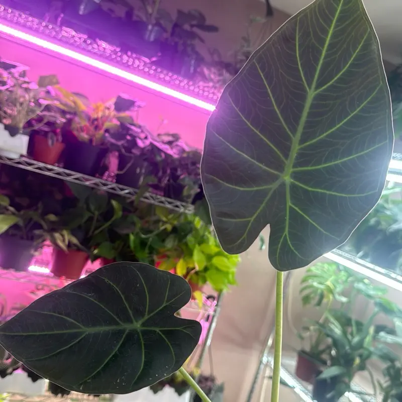 Alocasia Regal Shield