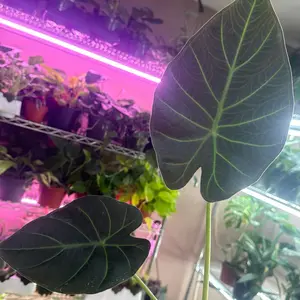 Alocasia Regal Shield