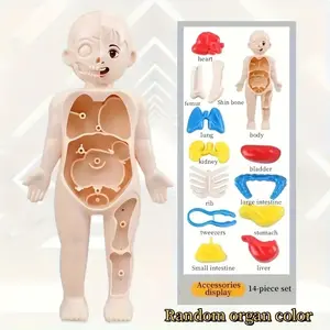 Human Organ Structure Model Set 14 Pieces, Steam Medical Education Toy for Kids, Early Learning Kit, Science Experiment Kit, Random Color Accessories