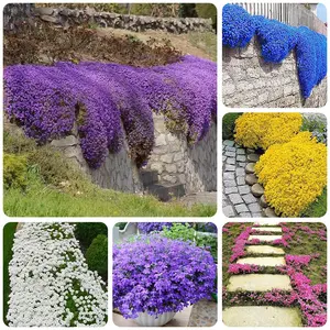 3000+ Creeping Thyme Seeds Mix – Multi-Color Ground Cover Variety for Gardens & Pathways