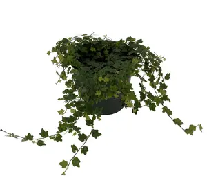 Mini Oakleaf Creeping Fig - Terrarium/Topiary/HousePlant/Fairy Garden - 4" Pot