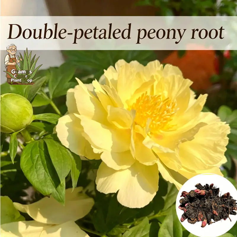 2 Hardy Peony Bulbs, Low Maintenance Fast-Sprouting Flower Tubers, Ideal for New Gardening Enthusiasts