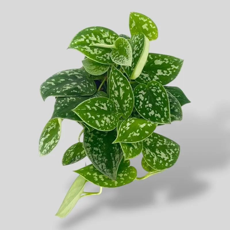 Satin Pothos 4” - Easy Care Hanging House Plant - Not Pet Safe