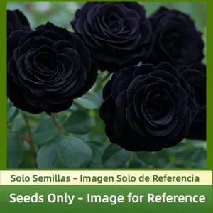 80–100 Rose Seeds for Planting, Garden Rose Flower Seeds, Seeds Only, Not Live Plants