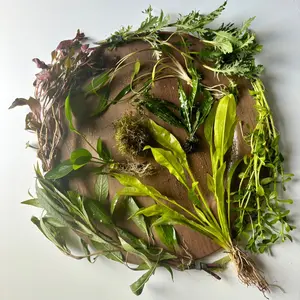 10 Gallon Aquarium Custom Plant Bundle-Receive 10 aquatic plants best suited for your tank! Great gift for new aquarists!