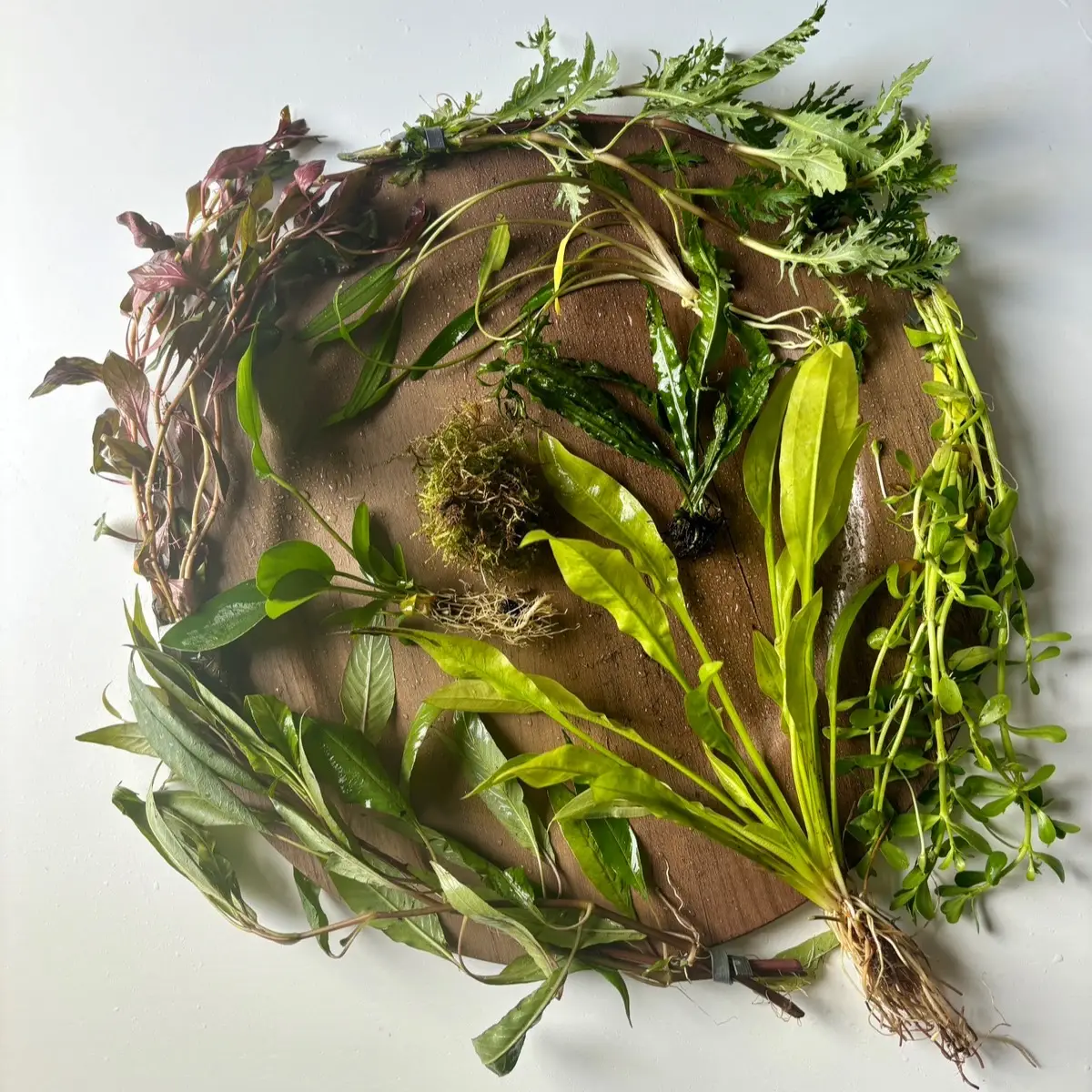 10 Gallon Aquarium Custom Plant Bundle-Receive 10 aquatic plants best suited for your tank! Great gift for new aquarists!