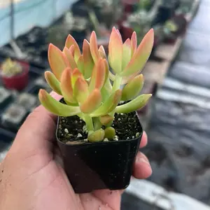 Sedum 'Campfire' | Fiery Red Succulent | 2” Pot