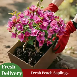 Bougainvillea Live Plant | Vibrant Flowering Vine | Easy Care Outdoor Plant