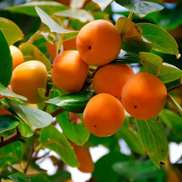 Live  Persimmon Tree Plant for Planting, 6 to 12 Inch Tall, 4 Inc Pot, American Persimmon Tree Live Plant, Persimmon Tree Live Plant, Persimmons Fruit Trees Live Plants