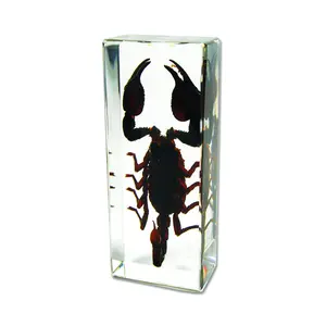 Real Large Black Scorpion Paperweight