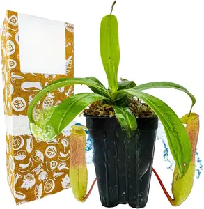 Ventricosa Pitcher Plant - Nepenthes ventricosa for Exotic Garden Beauty