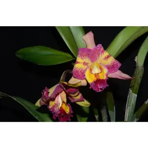 Arabesque x Hawaiian Lightning (Seedling/Plug) [Cattleya Hybrid]