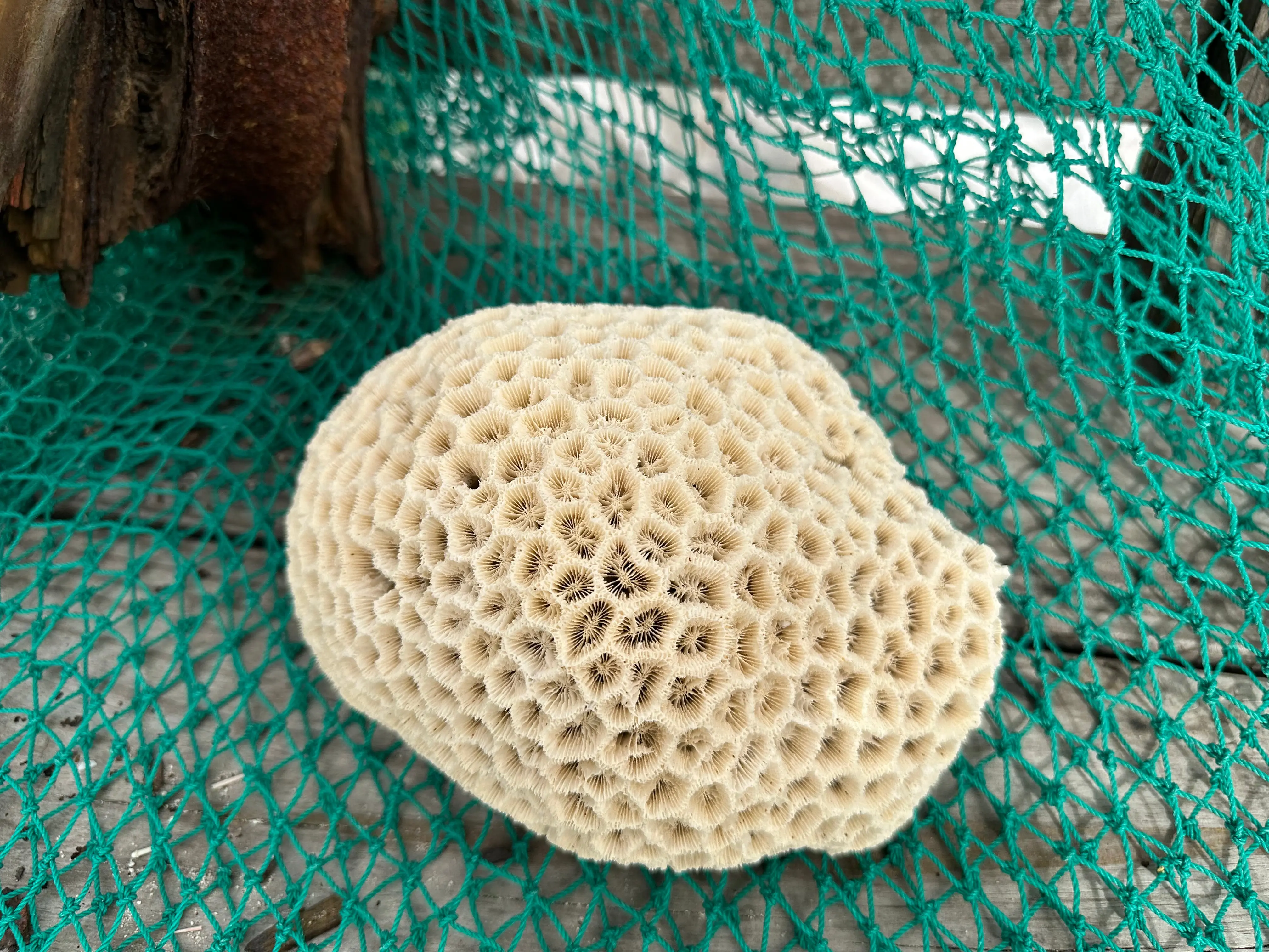 Vintage Brain Coral Specimen – 9x8x5" Natural Ivory Display Décor