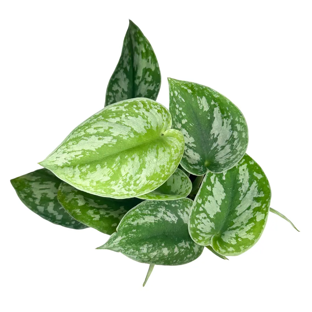4" Indoor Variegated Heart-Shaped Scindapsus Pictus Exotica - Satin Pothos Houseplant