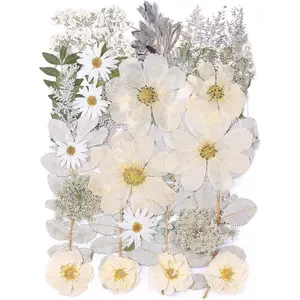 12" Large Dried Pressed Flowers for Art Crafts, Real Dry Natural Flower Leaf Fruit Bulk for Resin Mold, Cake Decor, Glass Frame