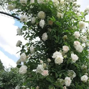 200PCS White Climbing Rose Seeds – Easy-Grow Garden Vine Fast-growing white climbing roses perfect for trellises, fences, and garden borders. Hardy, low maintenance, and beginner friendly. Adds elegant vertical color to outdoor gardens.
