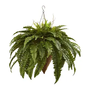 Giant Boston Fern with Cone Hanging Basket
