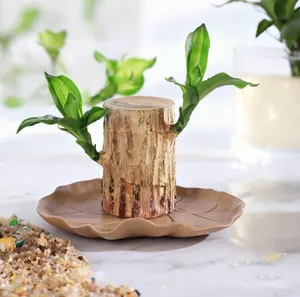 Lucky Brazilian Wood Growth Kit - Natural Decorative Ornaments for Home Office Desk Garden Balcony with Decorative Tray Pot & Yellow Flowers