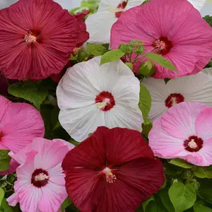 Luna Mix Hibiscus Seeds - 10 Pcs Perennial Flower Seeds for Planting Pollinator-Friendly Large & Elegant Blooms with Dense Dark Green Foliage for Containers Pots & Garden Spaces