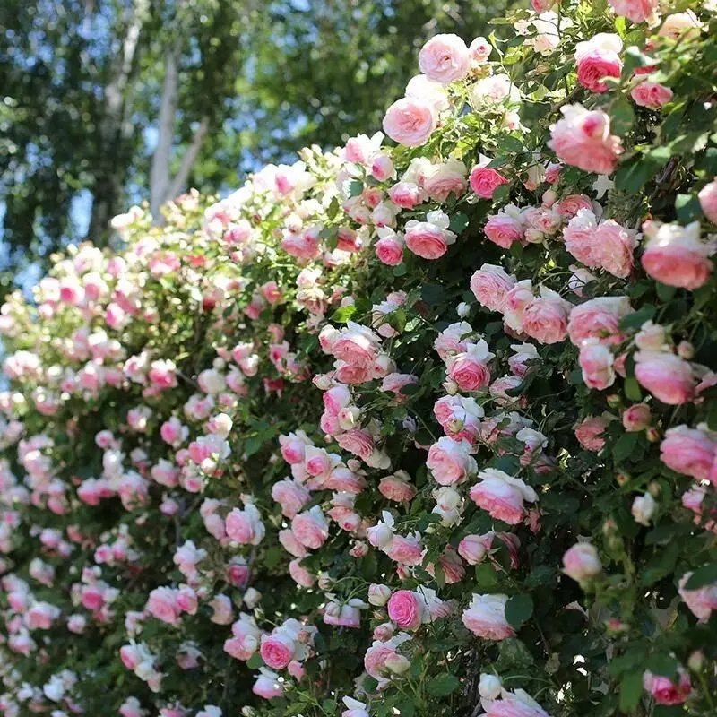 200 Pcs Flowers seeds roses bloom all season climbing walls climbing courtyards indoor plants