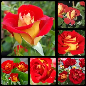 30 Ketchup & Mustard Rose Bush Seeds USA SHIPPED, NON-GMO, HEIRLOOM, OPEN-POLLINATED, UNTREATED