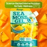Wildcrafted Sea Moss Gel - 16 oz | Made in USA | Rich in Vitamins & Minerals | Real Fruit | Nutritional Supplement | Yemaya Organic