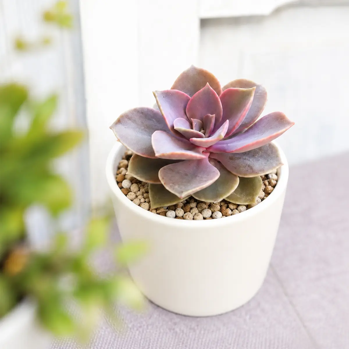 Echeveria Perle Von Nurnberg